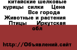 китайские шелковые курицы (силки) › Цена ­ 2 500 - Все города Животные и растения » Птицы   . Иркутская обл.